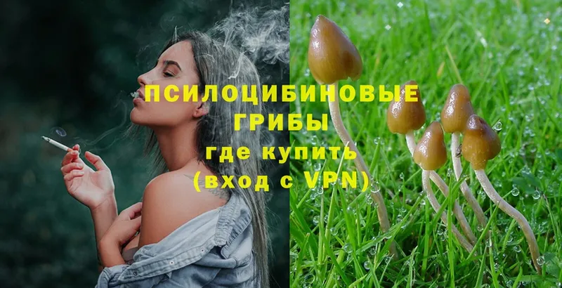 купить  сайты  Новосиль  Галлюциногенные грибы Cubensis 